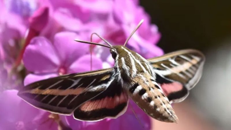 Las alas de una polilla también pueden oler, según un nuevo estudio