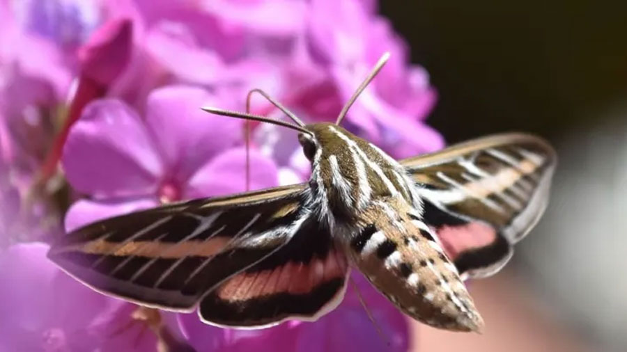Las alas de una polilla también pueden oler, según un nuevo estudio