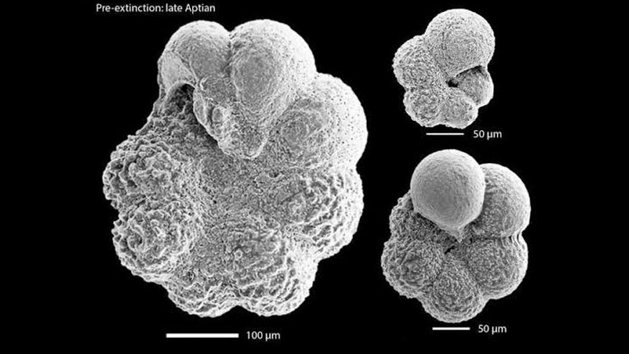 Desvelan la causa de una misteriosa extinción de vida marina