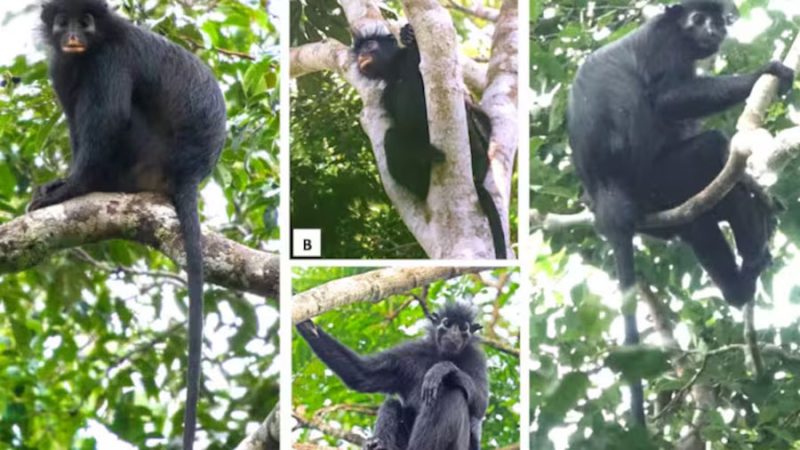 Descubren en África una nueva especie de mono con llamativos labios anaranjados