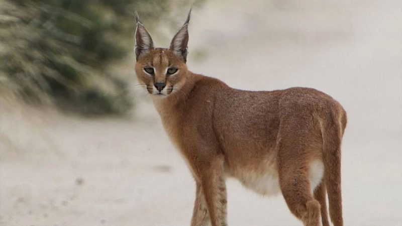 Investigadores españoles descubren un veneno invisible que amenaza al caracal en Sudáfrica