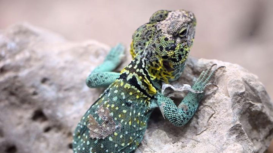 Descubren una nueva especie de lagarto en Tailandia y los científicos la bautizan con un homenaje a ‘La casa del dragón’: ‘Tres características se reflejan en el animal real’