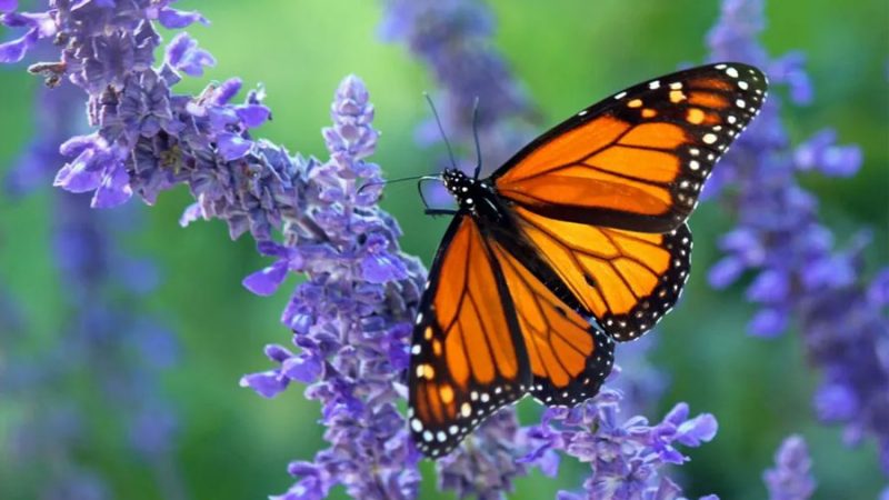 Tecnología solar sigue el viaje de las mariposas monarca
