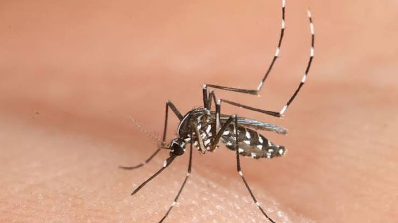 Un estudio con 119 personas descubre que cada especie de mosquito tiene sus propias preferencias a la hora de picar