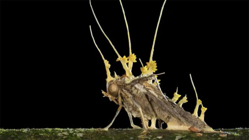 Descubren seis especies de ‘hongos zombi’ en México