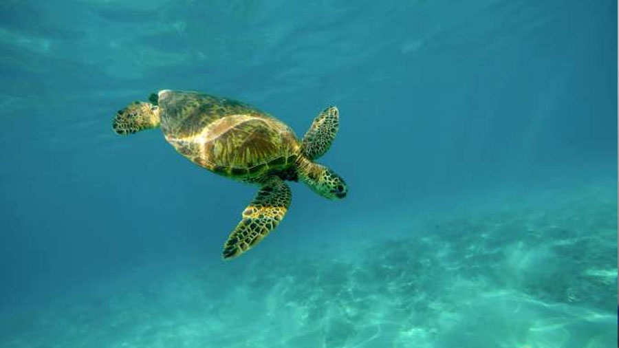 El sorprendente termómetro natural que decide el sexo de cocodrilos y tortugas