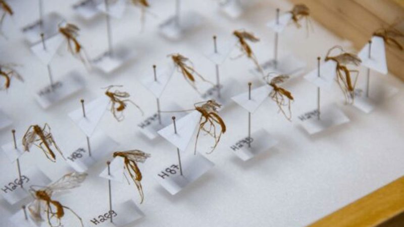 Descubren cuatro nuevas especies de avispas de Darwin en Sudamérica, una de ellas en la Región del Maule