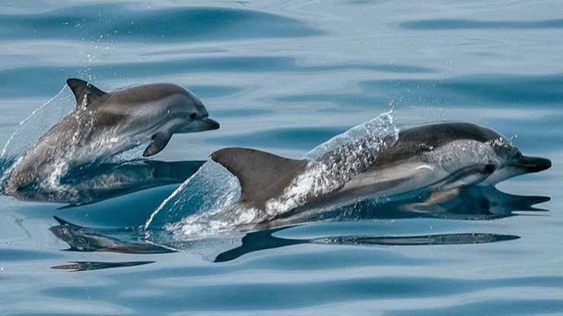 Científicos descubren a delfines cazando con herramientas y transmitiendo sus técnicas de generación en generación