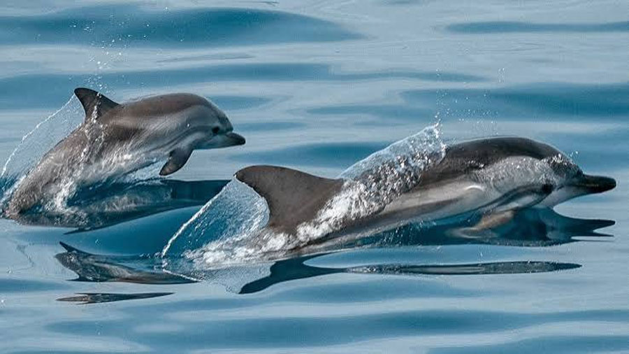 Científicos descubren a delfines cazando con herramientas y transmitiendo sus técnicas de generación en generación