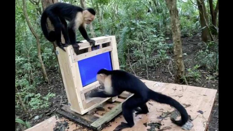 Ordenador para monos