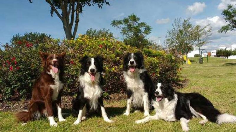 ¿Los perros distinguen entre cuando estamos tristes y cuando asustados?