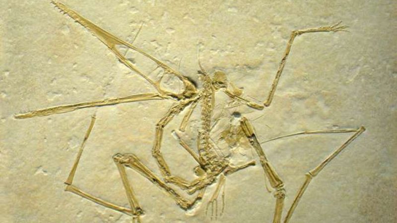 El secreto de los dinosaurios que aprendieron a volar