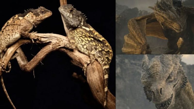 Descubren en Tailandia un pequeño ‘dragón’ y lo bautizan en honor a House of the Dragon