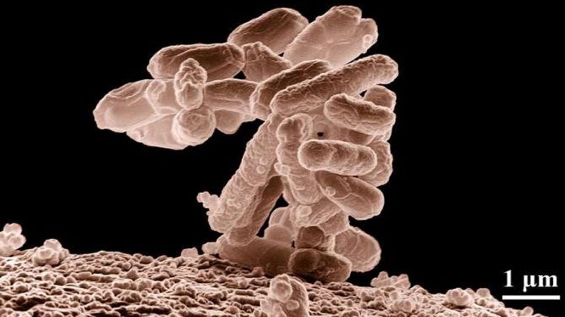 Riesgos microbiológicos de consumir animales carroñeros y cómo procesarlos de forma segura