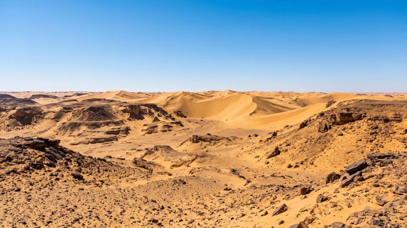 Investigadores descubren un cementerio de tiburones en un desierto de Egipto: siete especies que convivían hace 100 millones de años