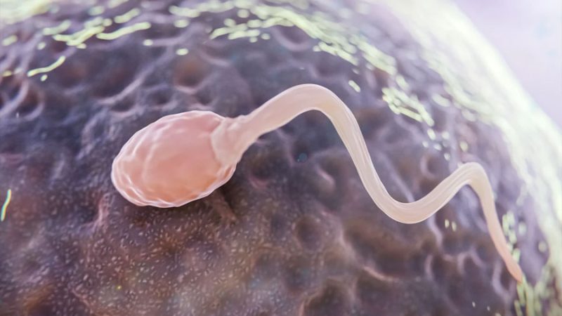 Por qué un espermatozoide no puede fecundar el óvulo de otra especie