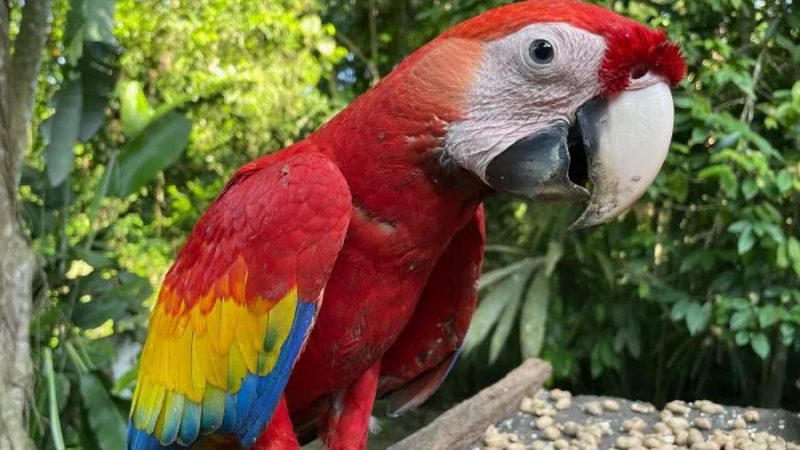 Crean plataforma que rastrea el tráfico de loros en México
