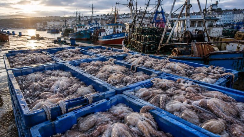 La plaga de pulpos en el Reino Unido no remite, sino que está batiendo récords: en el primer semestre de 2026 han capturado más que toda la flota gallega en dos años