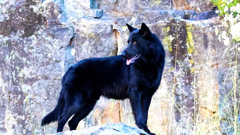 Calupoh, el perro mexicano con instinto de lobo que aún guarda secretos para la ciencia