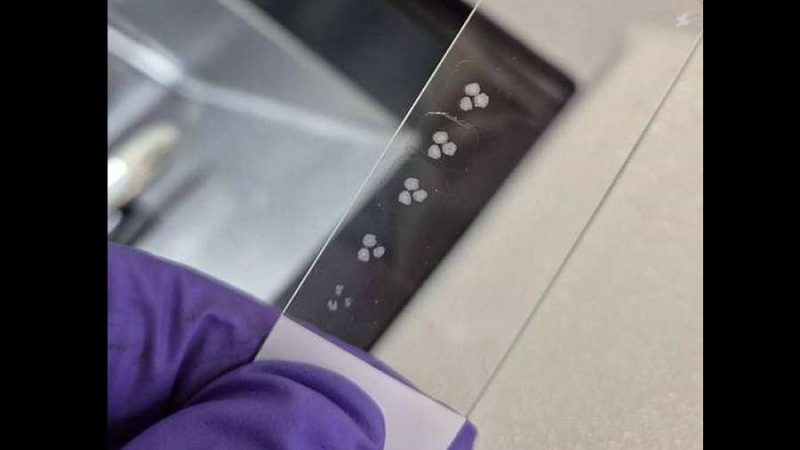 Cinco años llevan ya vivos y madurando unos minicerebros humanos cultivados en laboratorio