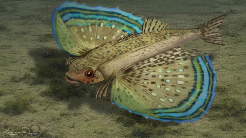 Descubren en Panamá nueva especie de pez volador murciélago de hace 10 millones de años