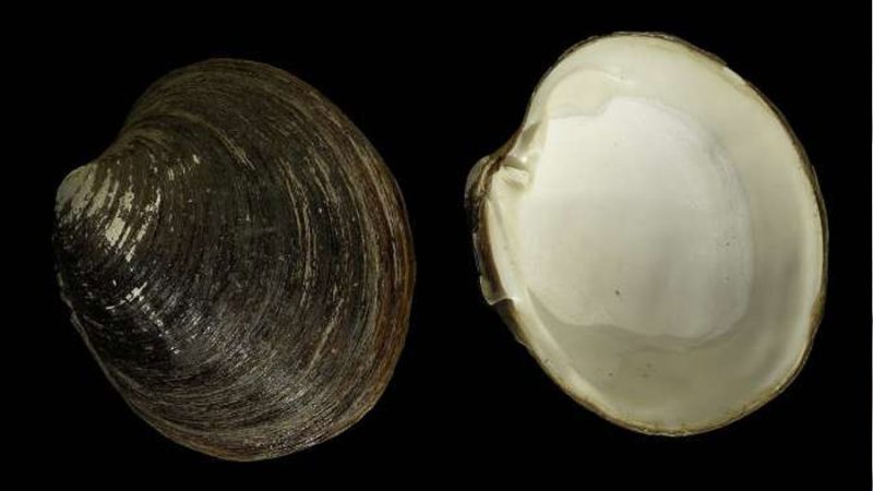 Cómo un molusco logra vivir más de 500 años sin envejecer