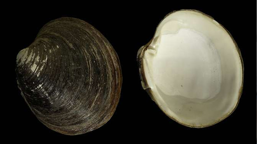 Cómo un molusco logra vivir más de 500 años sin envejecer