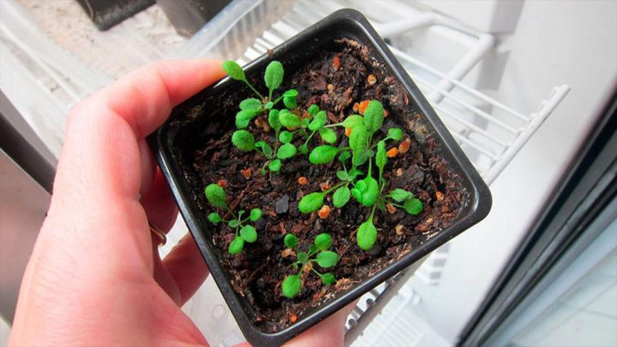 Científicos argentinos descubren un gen que regula la absorción de nitrógeno en plantas