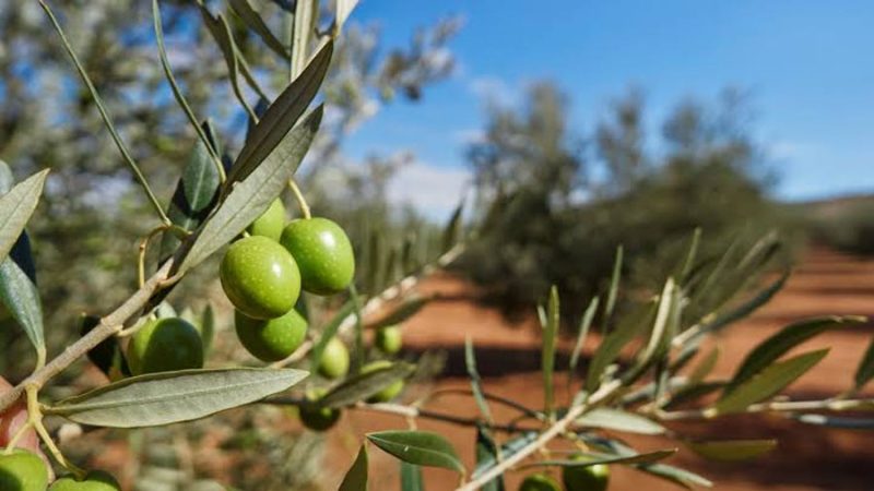 Agricultura de precisión con tecnología que analiza cada árbol de forma individual