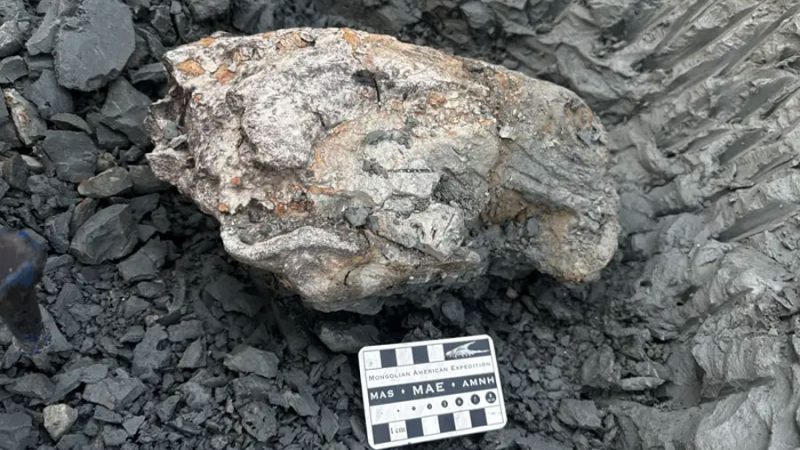 Investigador de Cayetano lidera expedición que descubre cráneo fósil de manatí de más de 13 millones de años en Loreto