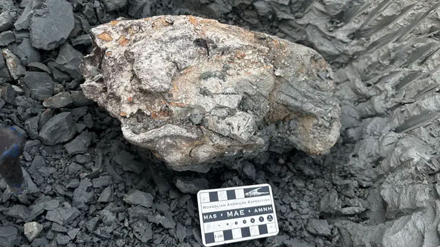 Investigador de Cayetano lidera expedición que descubre cráneo fósil de manatí de más de 13 millones de años en Loreto