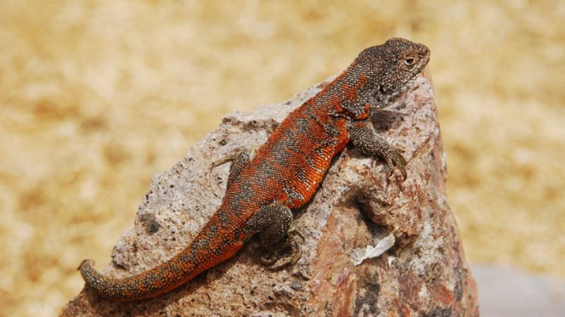 Descubren en Puno una nueva especie de lagartija endémica del Perú que vive a más de 4 mil metros de altura