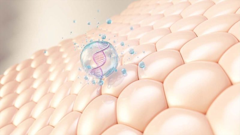 Los investigadores internacionales se avienen: el secreto para vivir más de 50 años no es reparar las células, sino eliminarlas