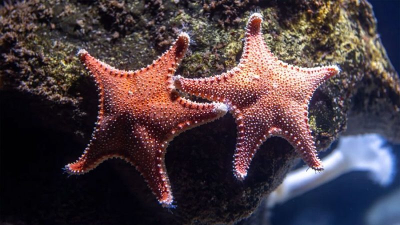 Biólogos descubren que el ADN de la estrella de mar espinosa se organiza de forma distinta según el ambiente marino