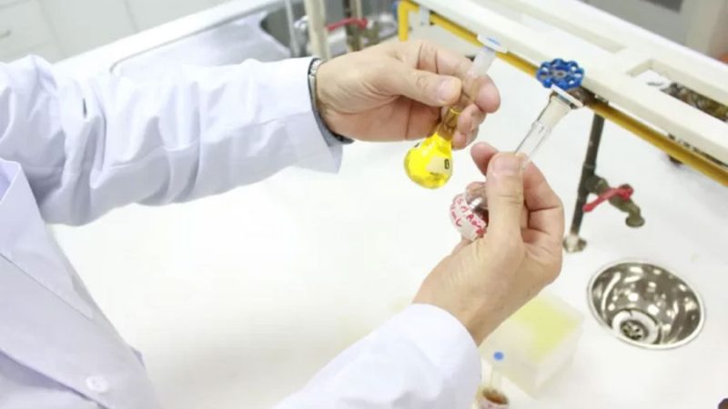 Investigadores descubren potencial antioxidante y antimicrobiano en tres plantas nativas poco estudiadas