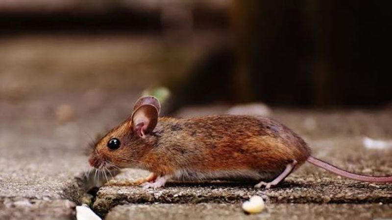 Los contagios entre humanos de hantavirus significaron un cambio de paradigma: Gustavo Palacios