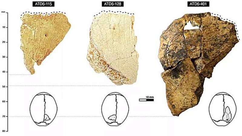 Determinan el grosor craneal del Homo antecessor