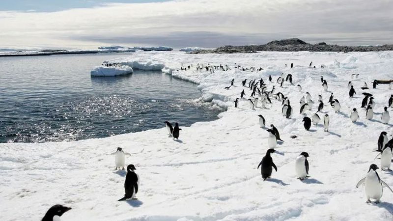 Chilenos crean traje de cobre para pingüinos en recuperación