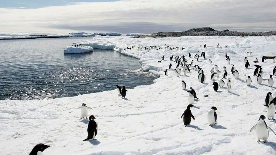 Chilenos crean traje de cobre para pingüinos en recuperación