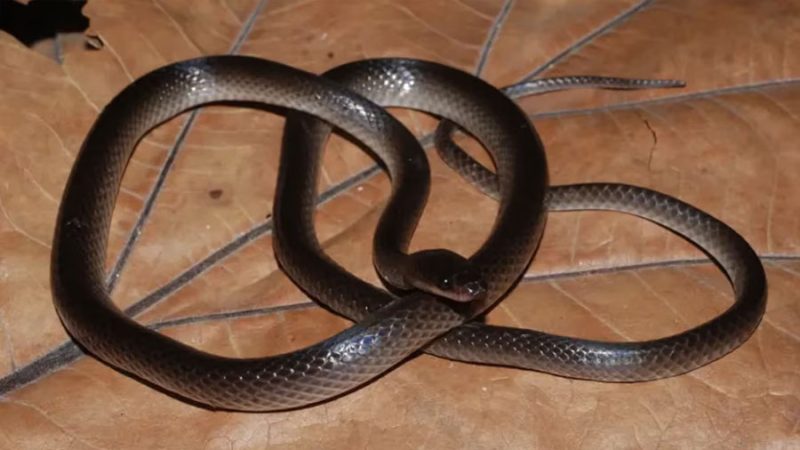 Descubren una especie de serpiente y la bautizan en honor a Slash, guitarrista de Guns N’ Roses