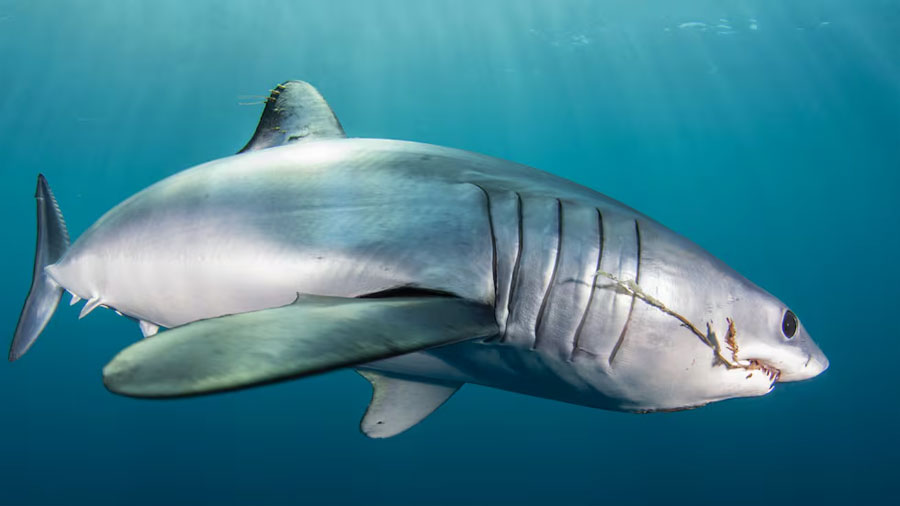 Descubren un tiburón con una anomalía genética en las profundidades del océano: nunca antes se había visto en su especie