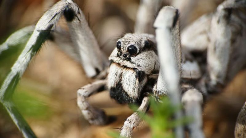 Descubren en Australia la araña más rápida del mundo: alcanza 3,6 metros por segundo