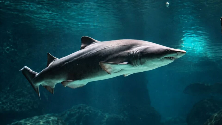 Descubren cómo brillan en la oscuridad algunos tiburones de las profundidades