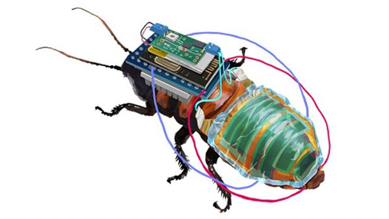 ¿Cucarachas paramédicas? Es real: Crean insectos cyborg que podrían salvarte la vida