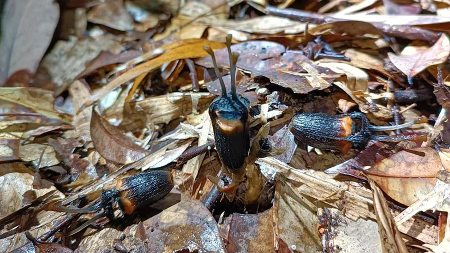 Encuentran una nueva ‘flor del diablo’ en Tailandia: las particulares razones detrás de su nombre
