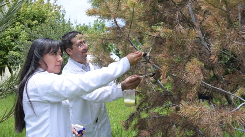 Investigadores de la BUAP crean nanomateriales para combatir al gusano barrenador