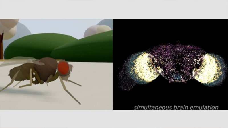 Científicos logran emular el cerebro de una mosca en una simulación digital
