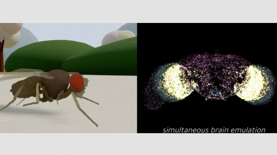 Científicos logran emular el cerebro de una mosca en una simulación digital