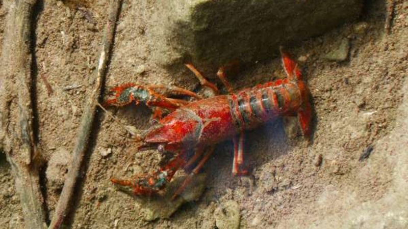Cuando eliminar una especie invasora desata el caos ecológico