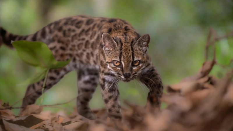 Descubren en Bolivia una nueva especie de felino, la primera en más de un siglo